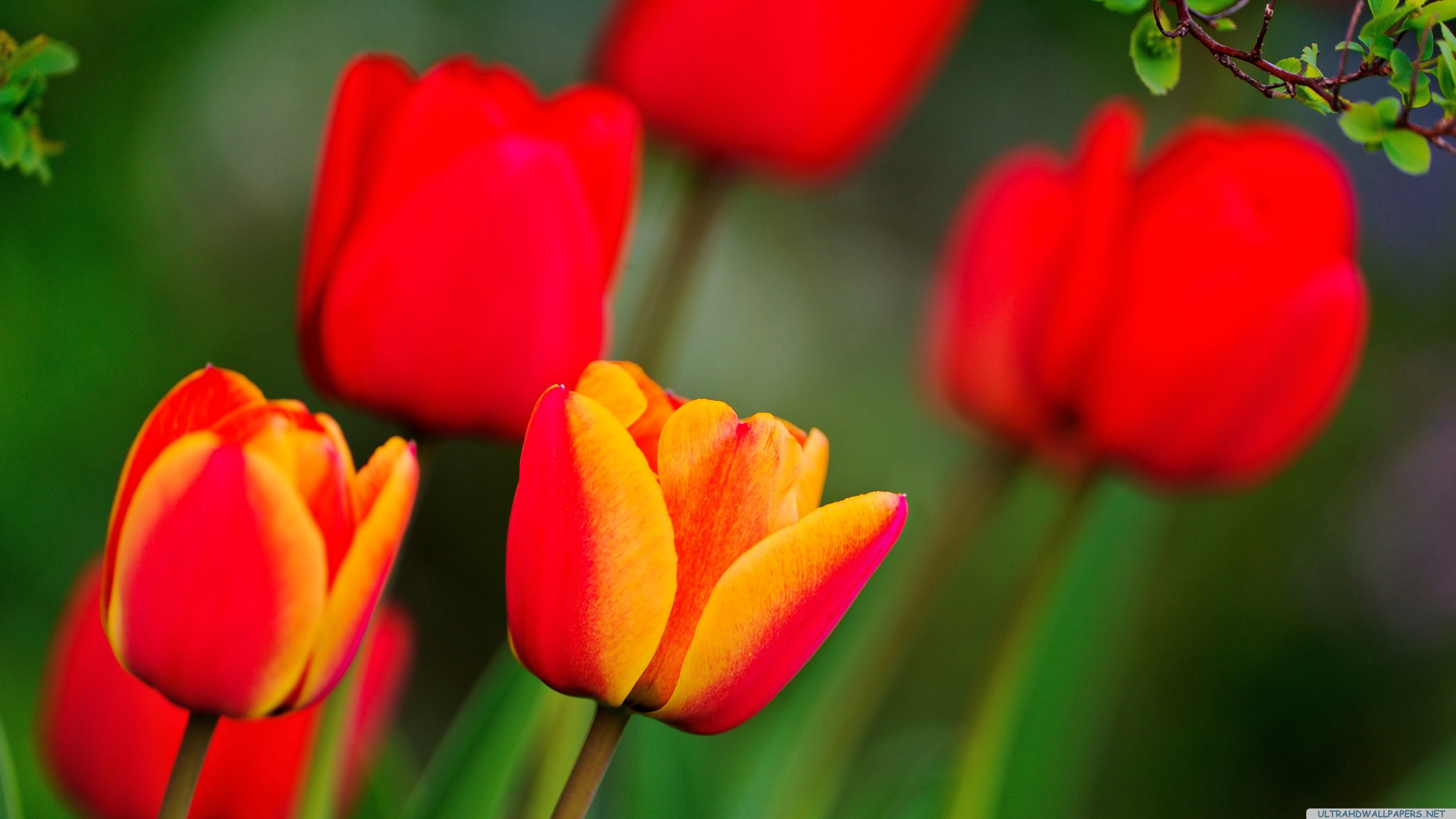 red, And, Orange, Tulips Wallpaper