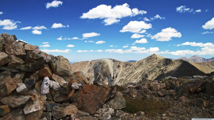 colorado, Mountain, Goat 3840×2160 HD Wallpaper Desktop Background