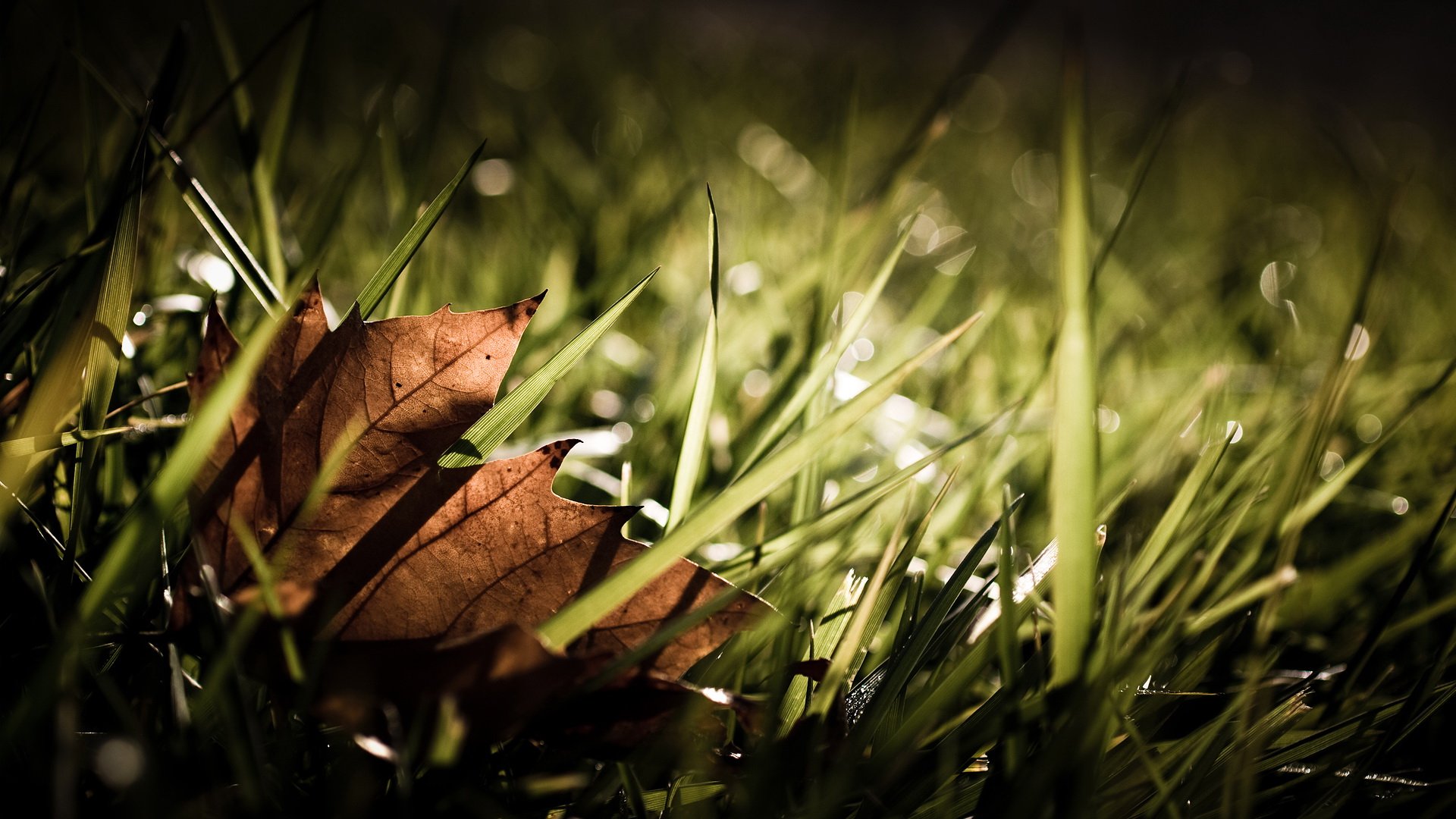 nature,  49 Wallpaper