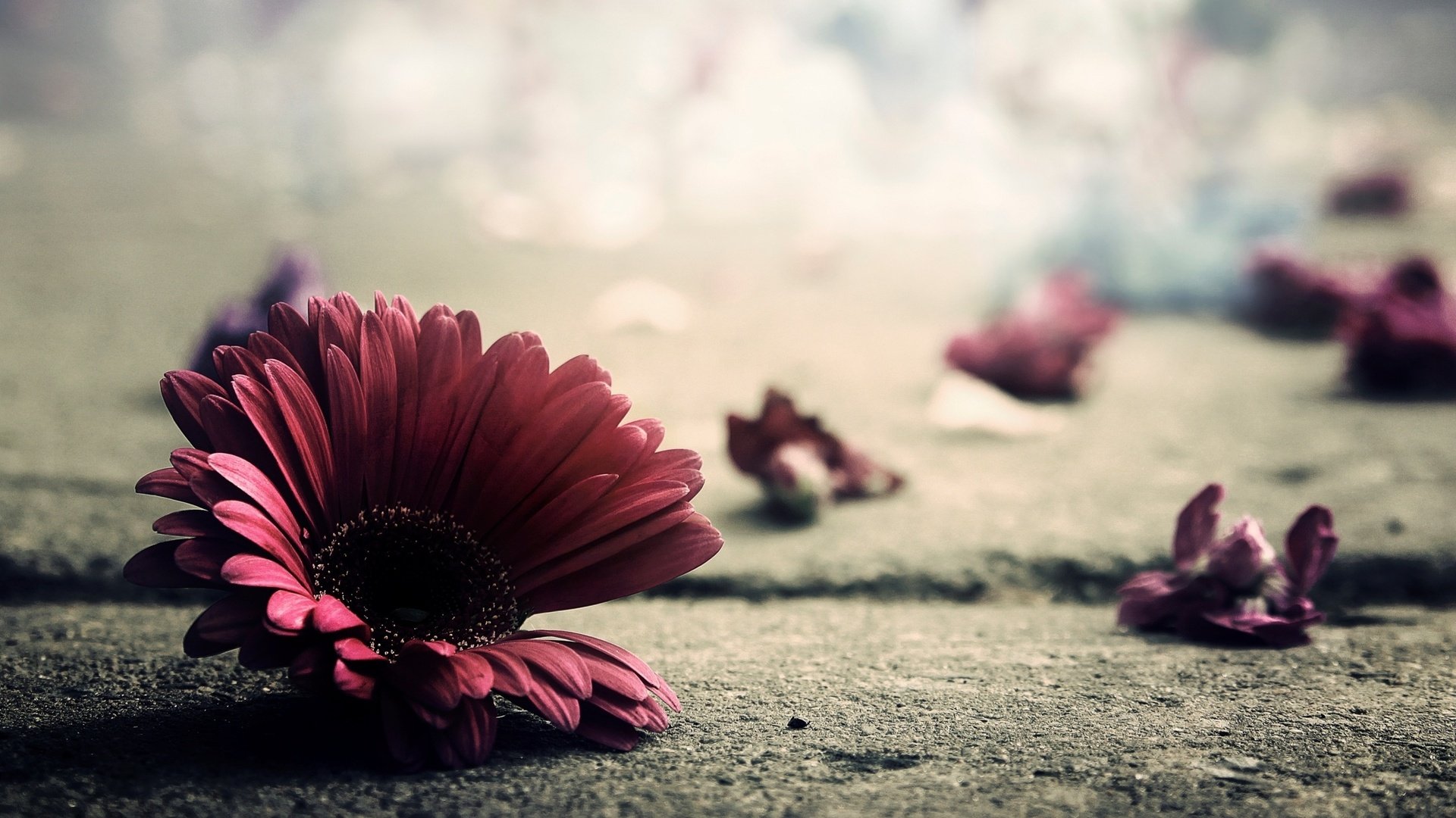 nature,  28 Wallpaper