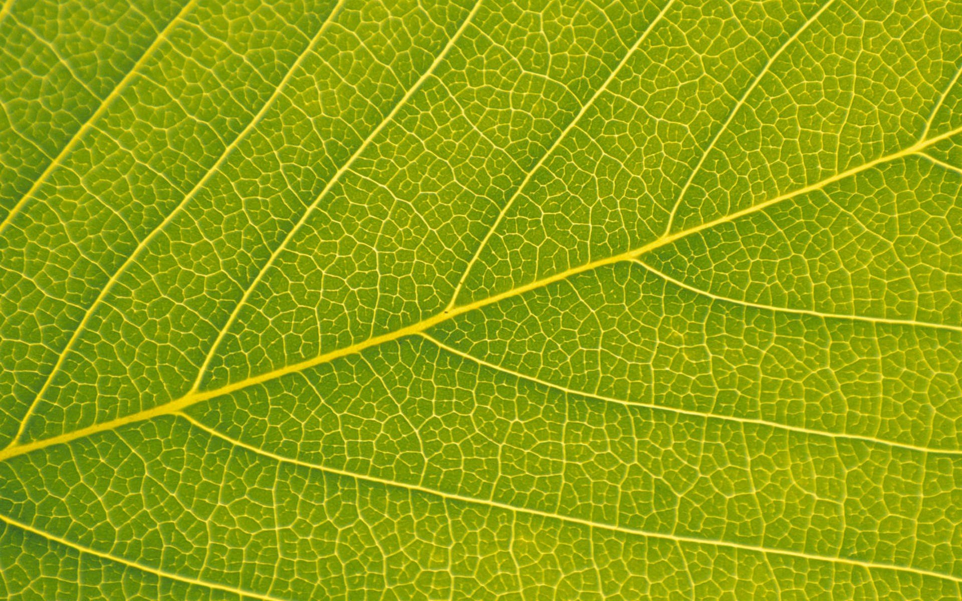 hoja, Verde, Naturaleza Wallpaper