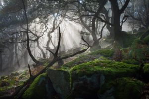 dark, Dead, Trees, Forest, Landscape, Mist, Moss, Nature, Photography, Rocks