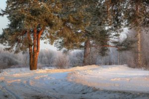 landscape, Morning, Nature, Photography, Road, Russia, Shrubs, Snow, Sunlight, Trees, Winter