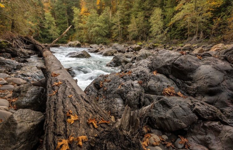 landscape, River, Tree, Autumn, Forest HD Wallpaper Desktop Background
