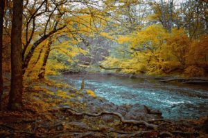 nature, River, Autumn, Tree