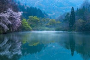 blossoms, Blue, Forest, Hills, Lake, Landscape, Mist, Morning, Nature, Photography, Reflections