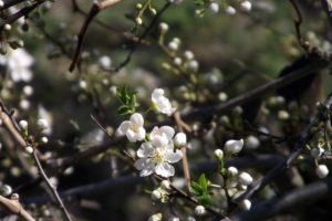 blossoms, Flowers, Macro, Twigs, White, Flowers