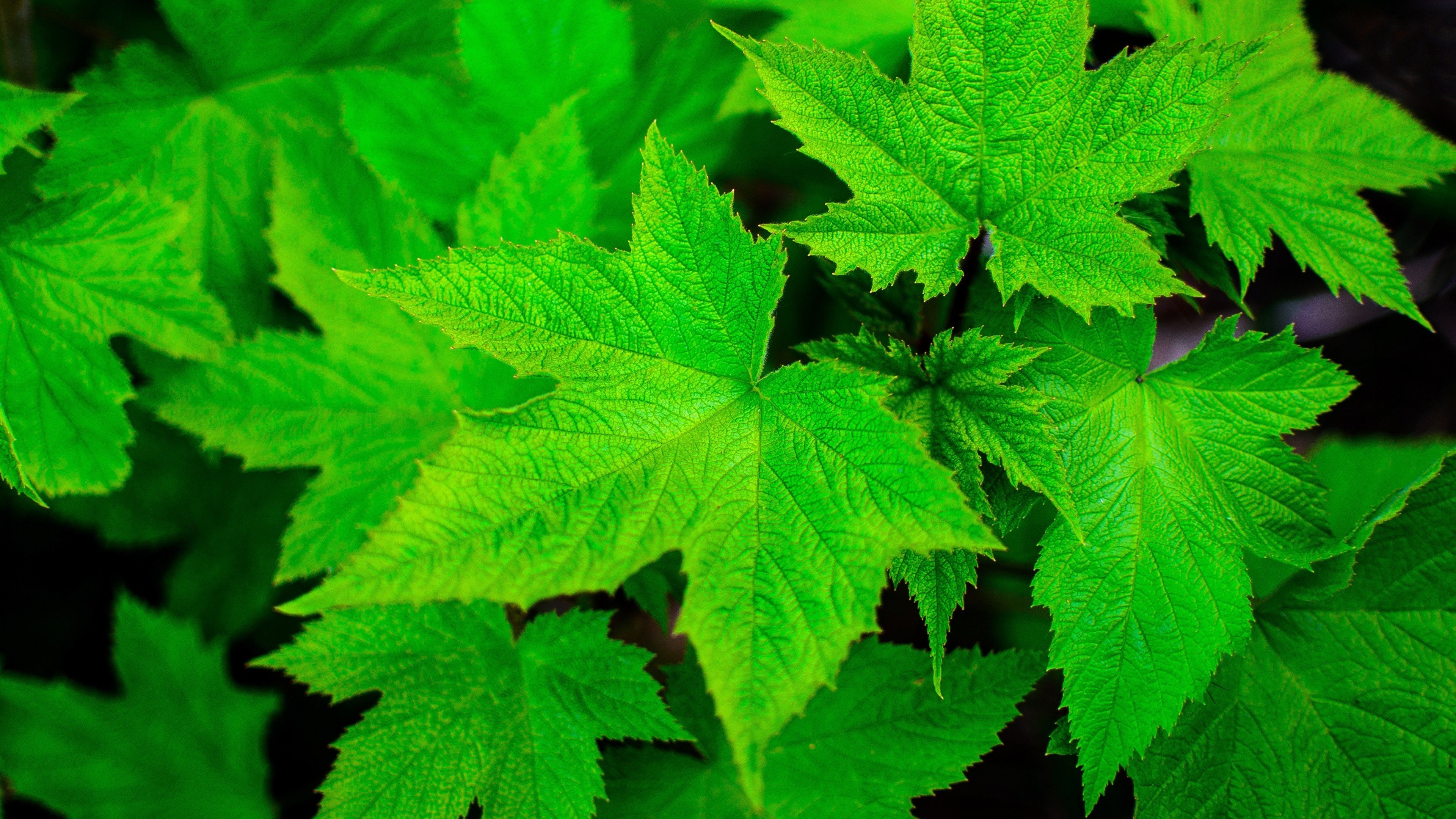 hojas, Verdes, Naturaleza Wallpaper