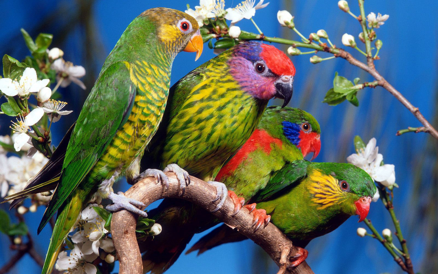 parrots Wallpaper