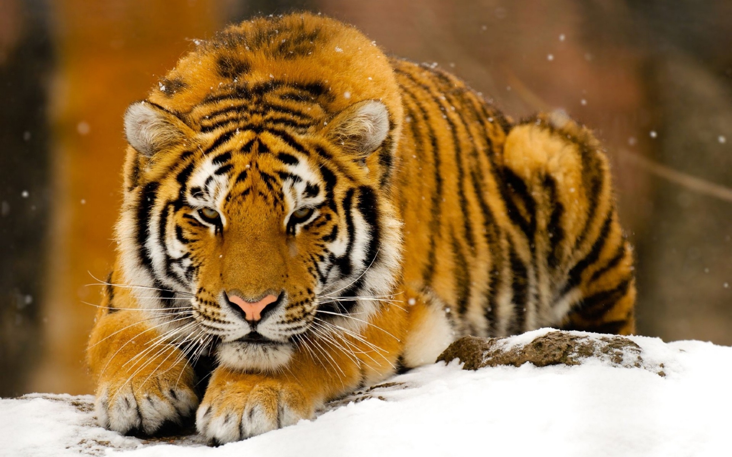 tiger Wallpaper