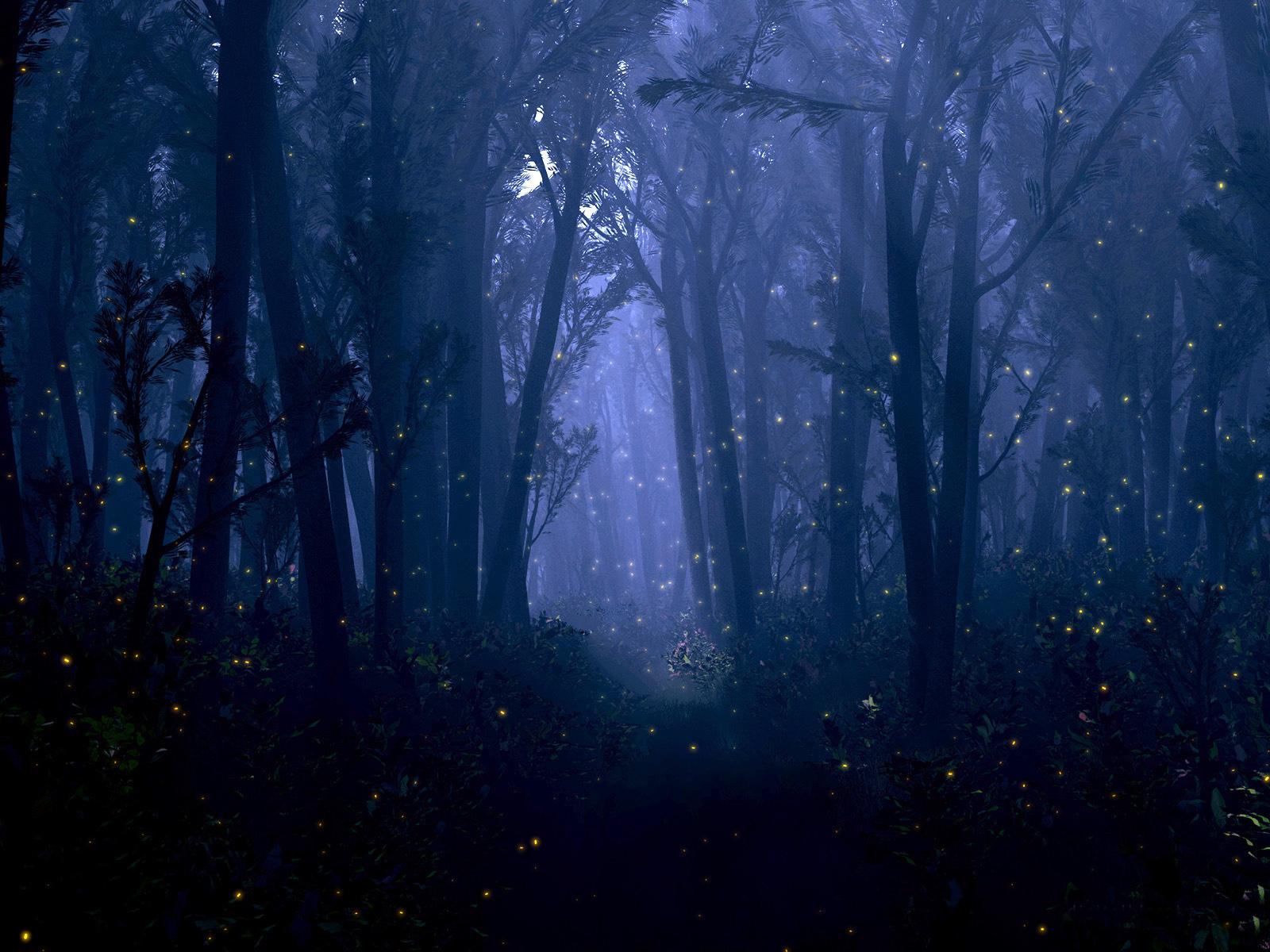 fantasy, Forest, Night, Bokeh, Trees, Firefly, Insect, Dream, Mood Wallpaper