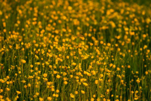 flowers, Flower, Macro, Yellow