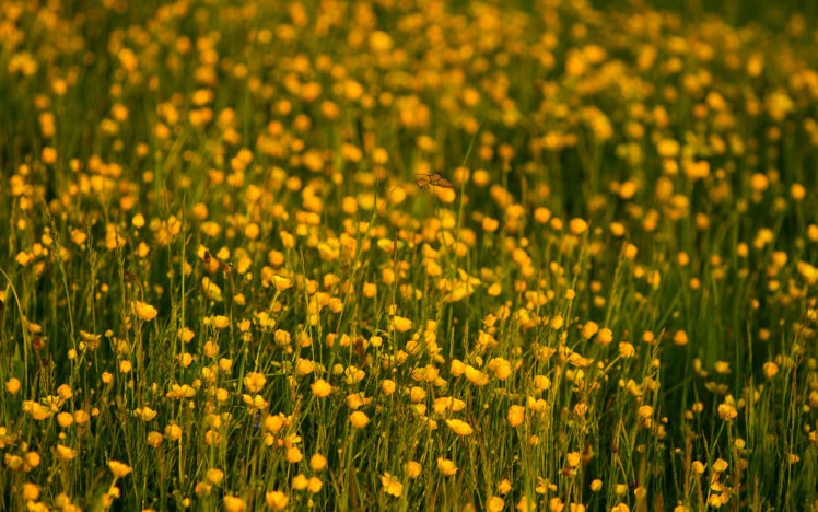 flowers, Flower, Macro, Yellow HD Wallpaper Desktop Background