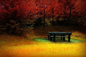 trees, Autumn, Bench