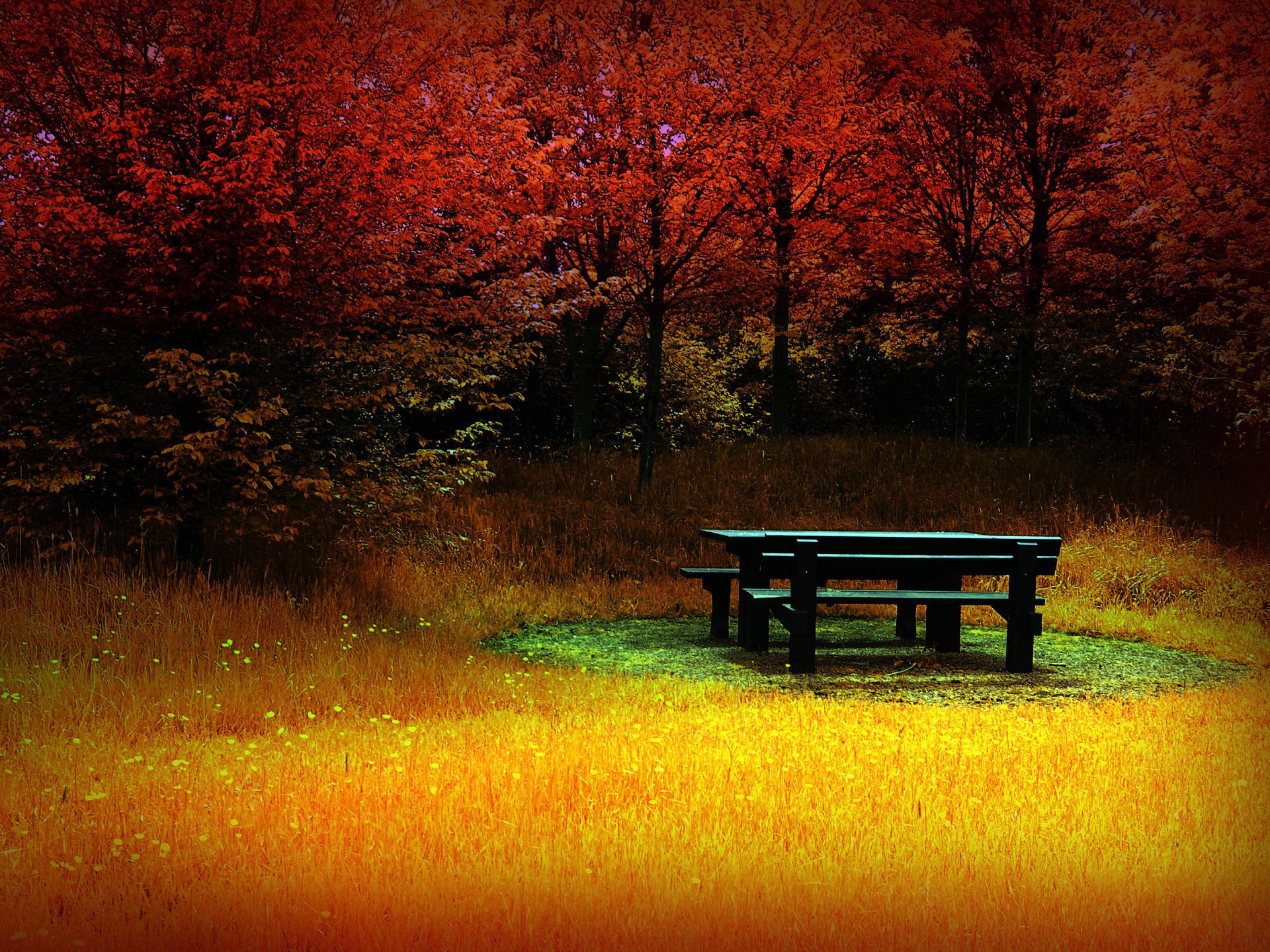 trees, Autumn, Bench Wallpaper