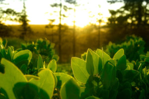 green, Nature, Leaves, Plants, Sunlight
