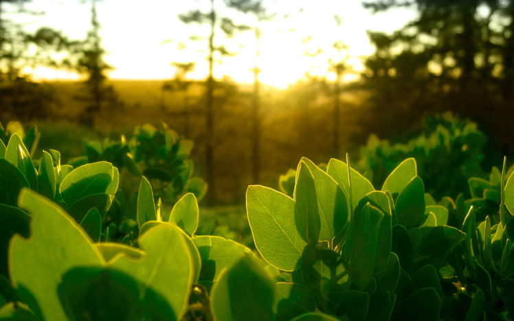 green, Nature, Leaves, Plants, Sunlight HD Wallpaper Desktop Background