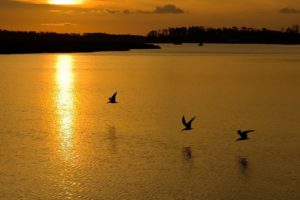 birds, Flying, Sunset, Nature