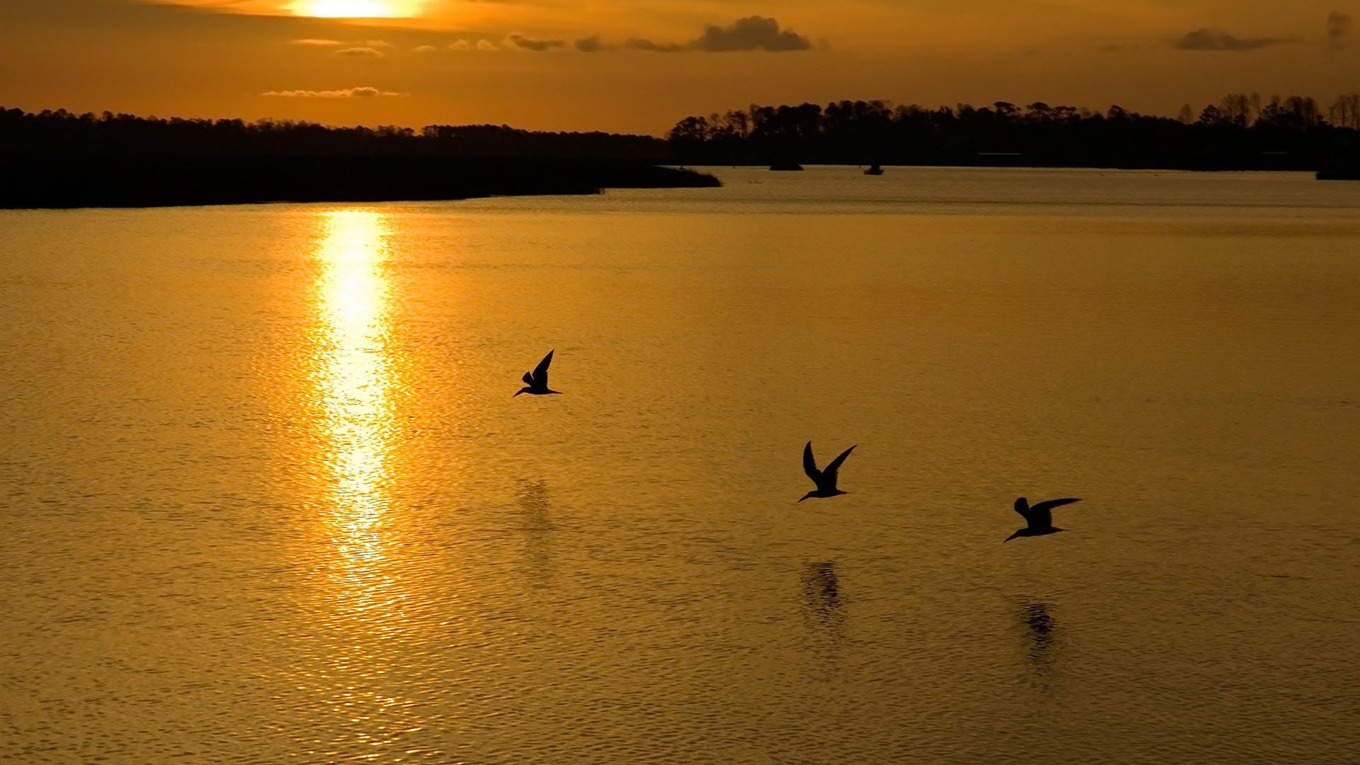 birds, Flying, Sunset, Nature Wallpaper