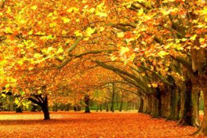 fall, Leaves, Nature, Seasons, Trees, Yellow