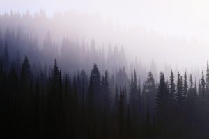 mist, Trees, Forest