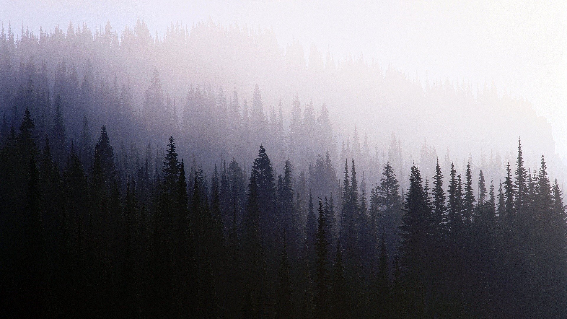 mist, Trees, Forest Wallpaper