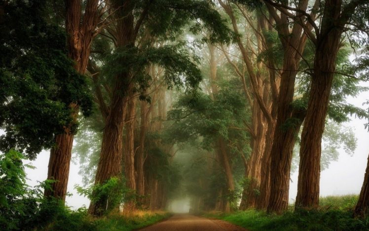 dirt, Road, Landscape, Mist, Morning, Nature, Shrubs, Trees HD Wallpaper Desktop Background