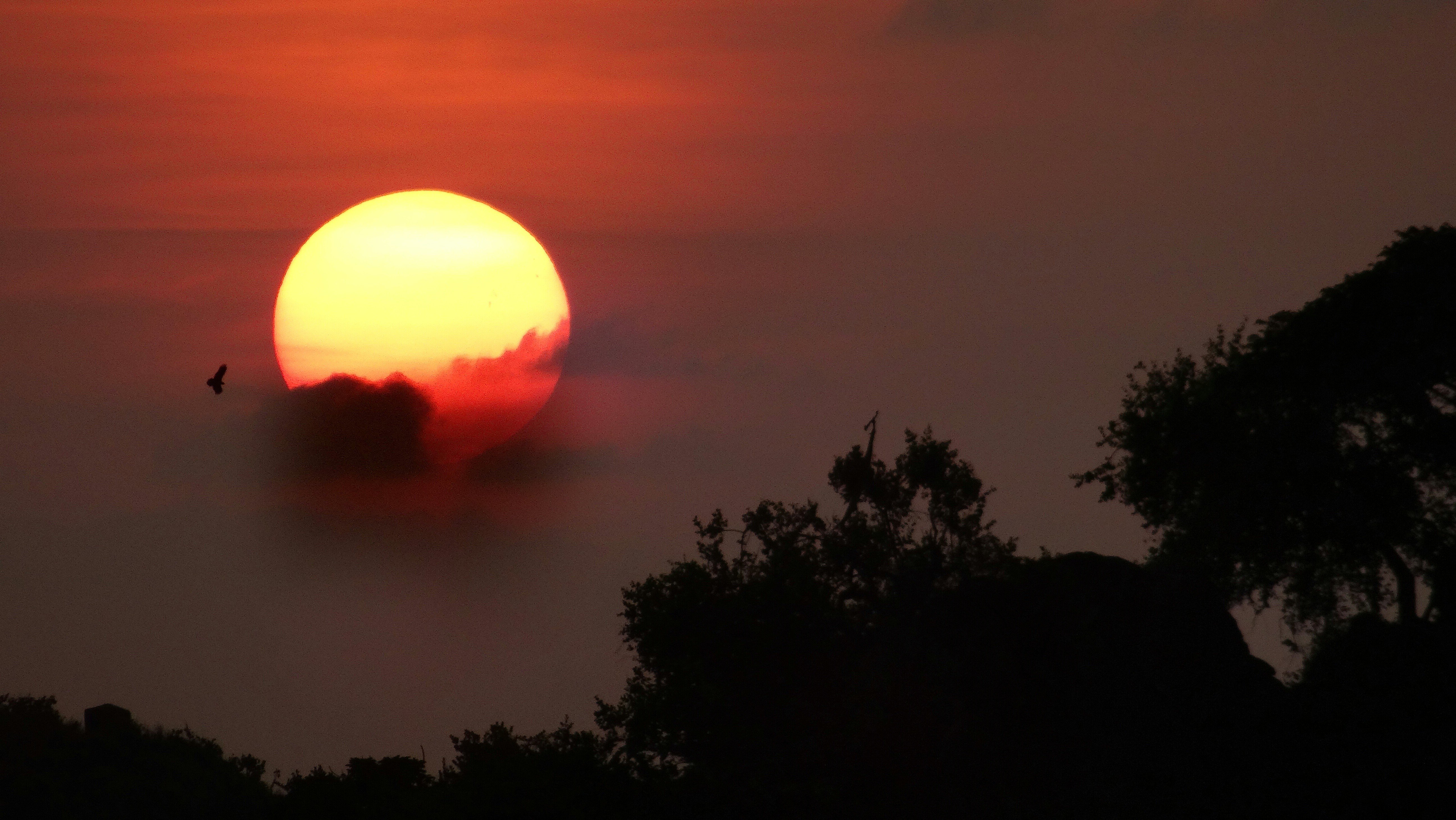 birds, India, Sunset, Trees Wallpaper