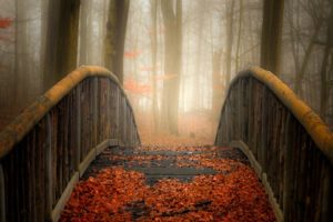 bridge, Leaves, Nature