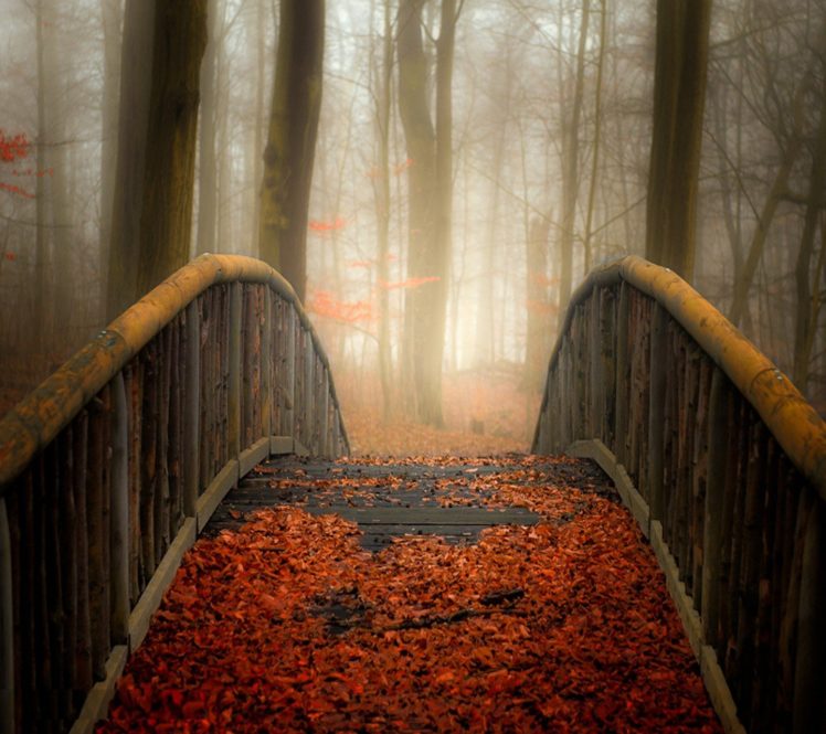 bridge, Leaves, Nature HD Wallpaper Desktop Background