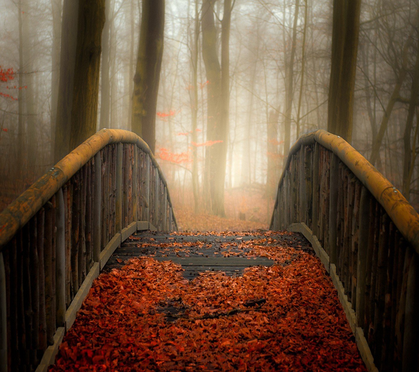 bridge, Leaves, Nature Wallpaper