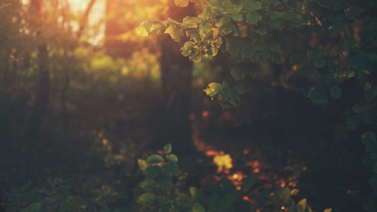 filter, Nature, Sunlight, Leaf HD Wallpaper Desktop Background