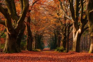 colorful, Fall, Landscape, Leaves, Morning, Nature, Netherlands, Path, Trees, Tunnel