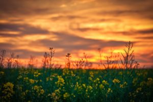 depth, Of, Field, Flowers, Nature, Rapeseed, Sunset, Yellow, Flowers