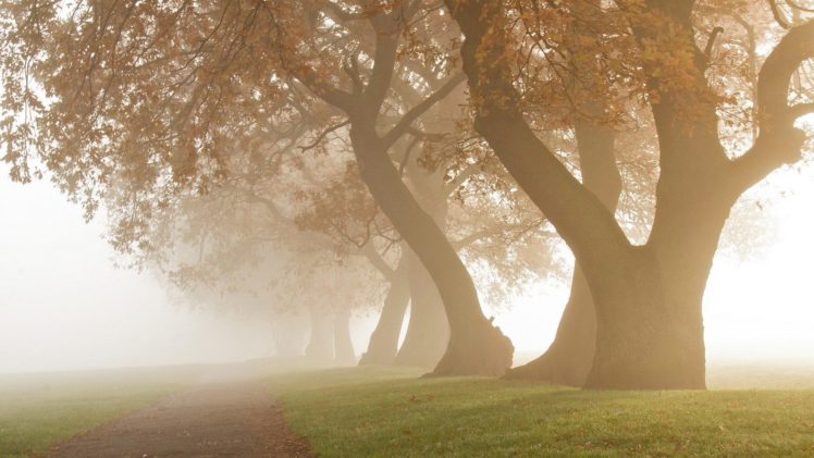 daylight, Grass, Landscape, Mist, Morning, Nature, Oak, Trees, Park, Path, Photography HD Wallpaper Desktop Background