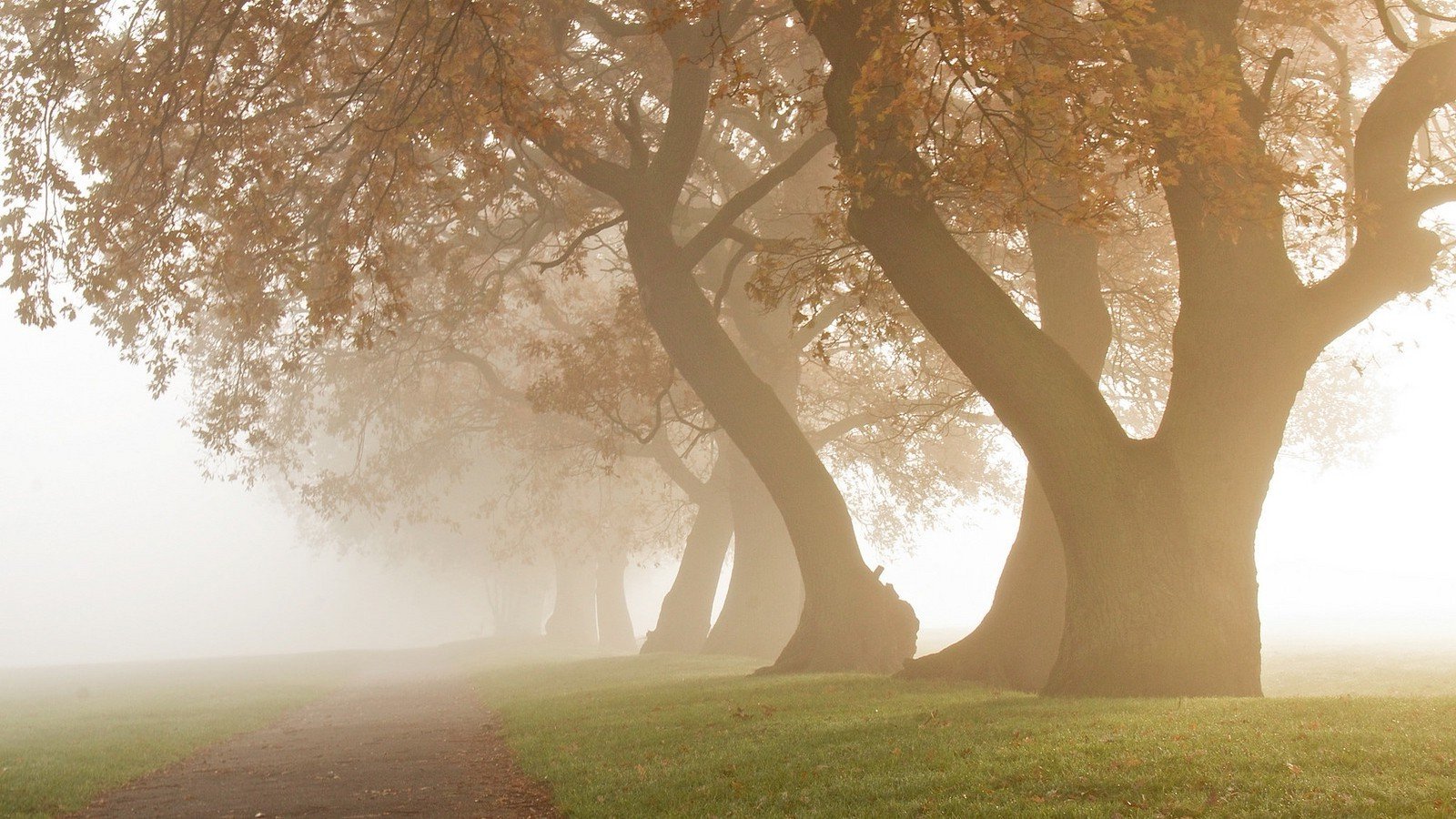 daylight, Grass, Landscape, Mist, Morning, Nature, Oak, Trees, Park, Path, Photography Wallpaper