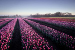 field, Flowers, Landscape, Tulips