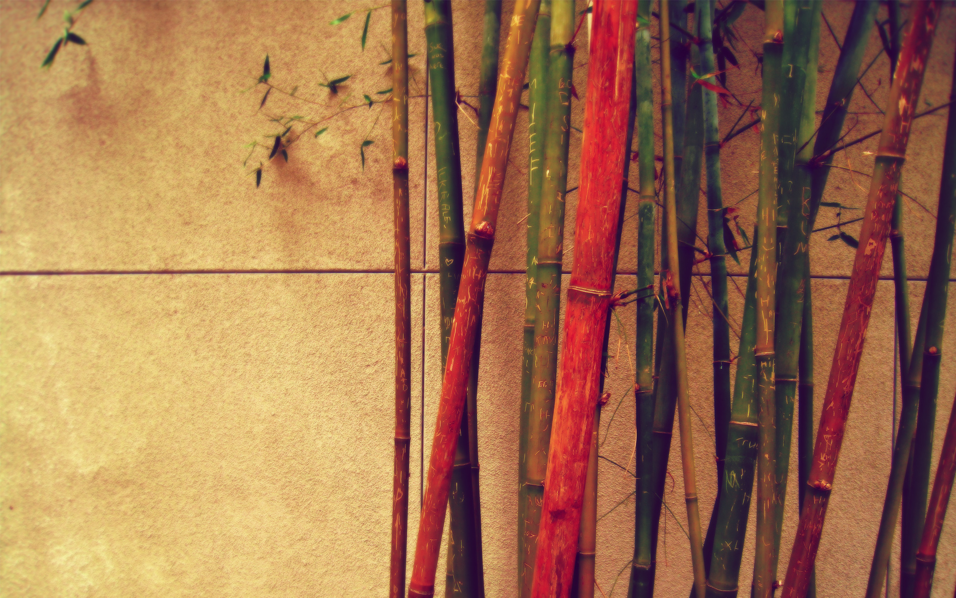 bamboo Wallpaper