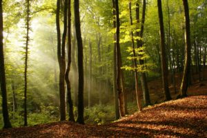 nature, Trees, Forest, Sunlight