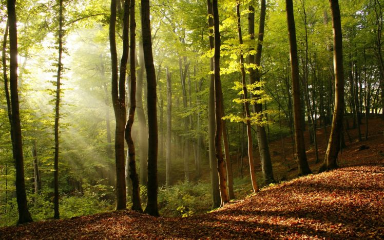 nature, Trees, Forest, Sunlight HD Wallpaper Desktop Background