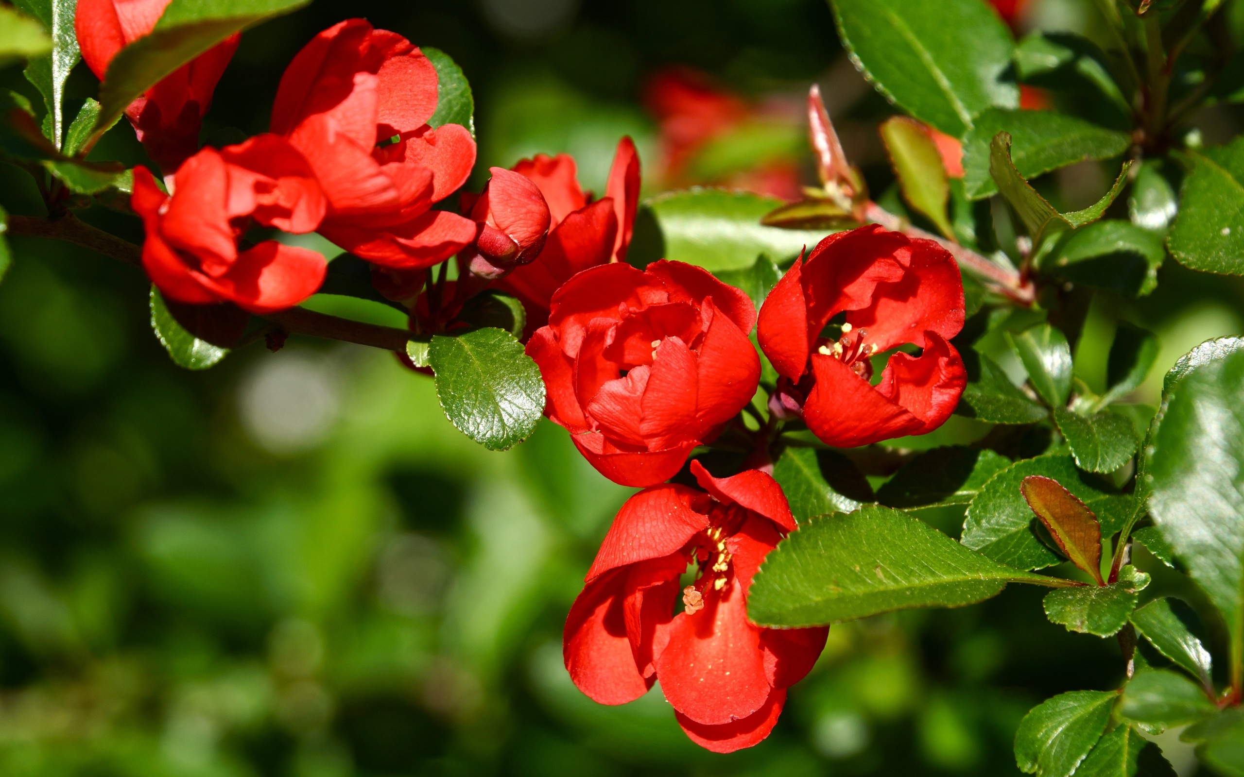 flowers Wallpaper