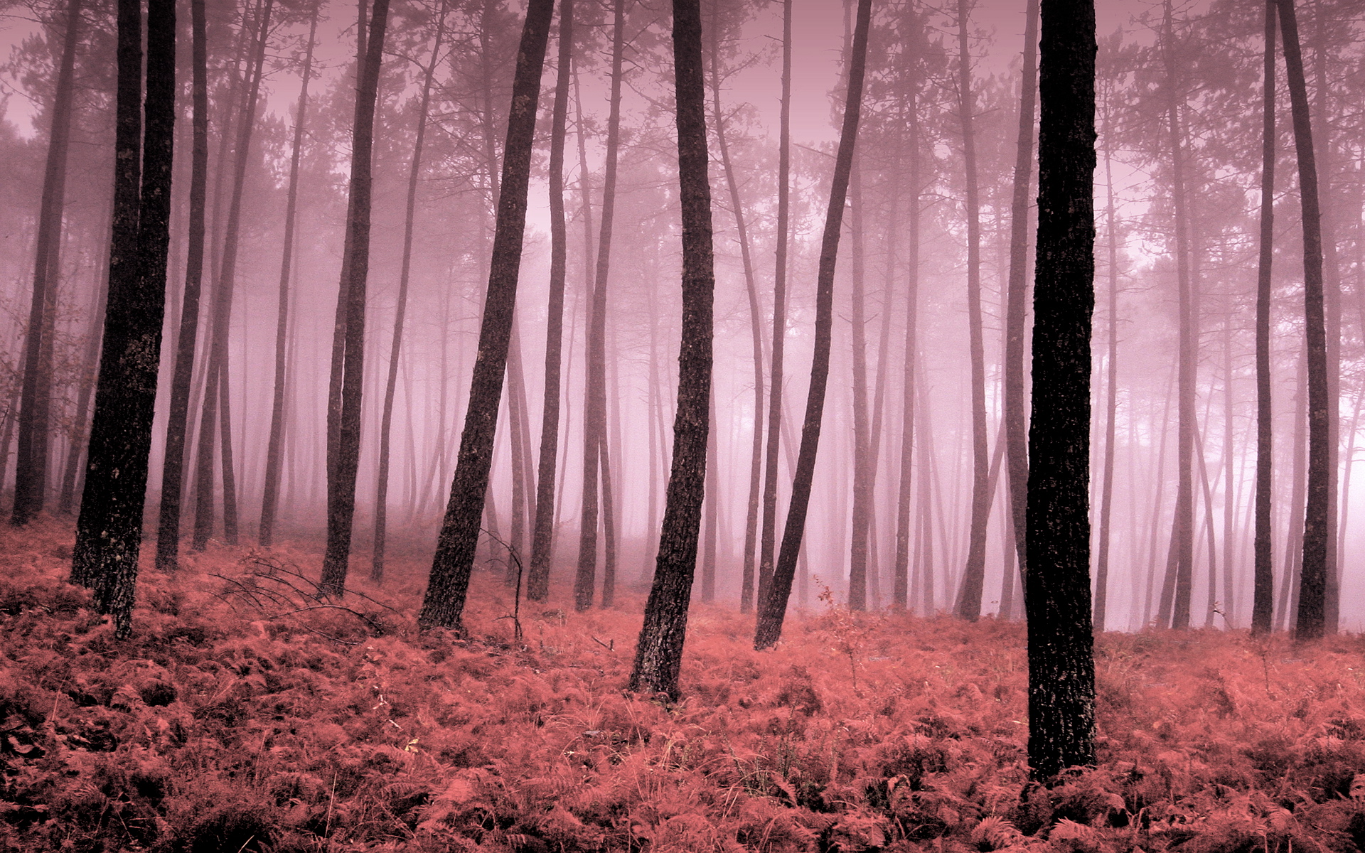 trees Wallpaper