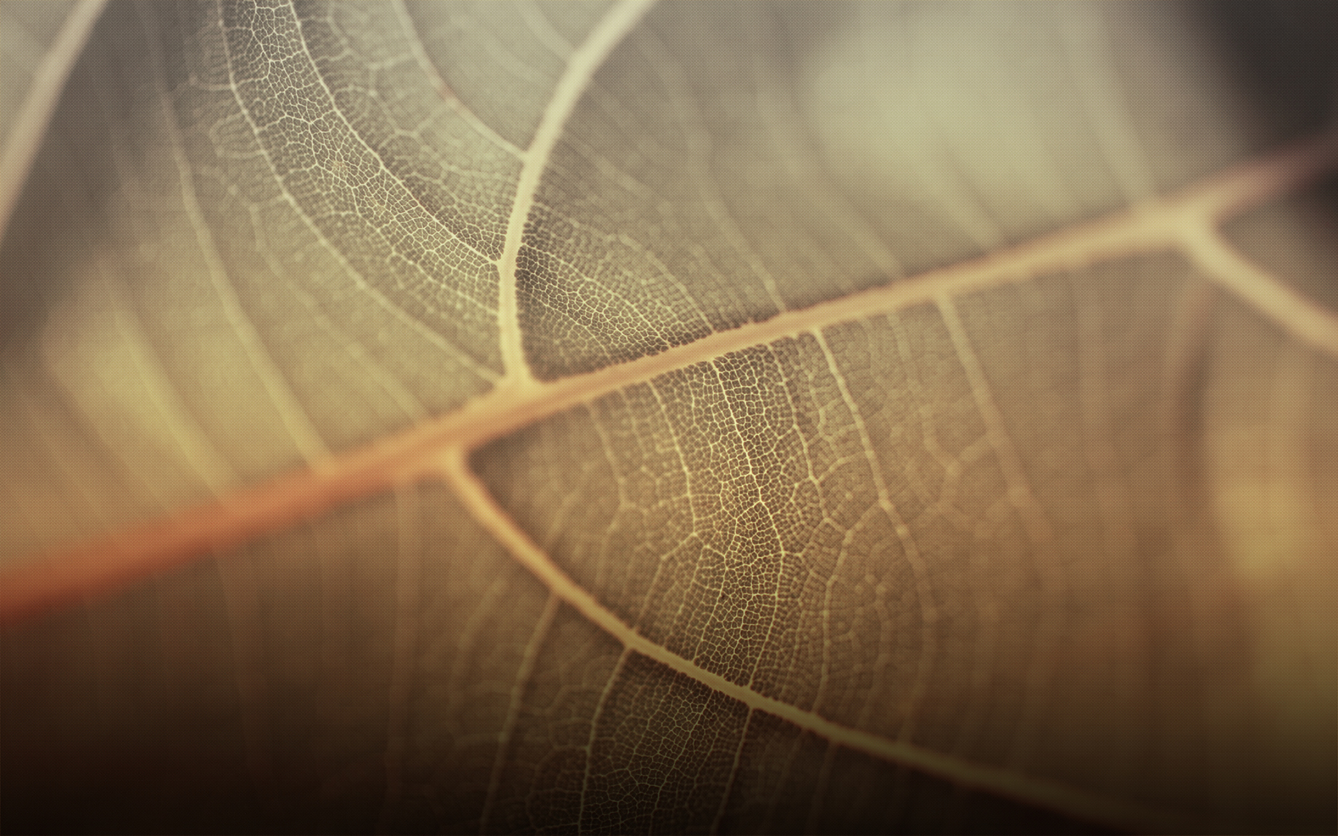 leaves, Macro Wallpaper