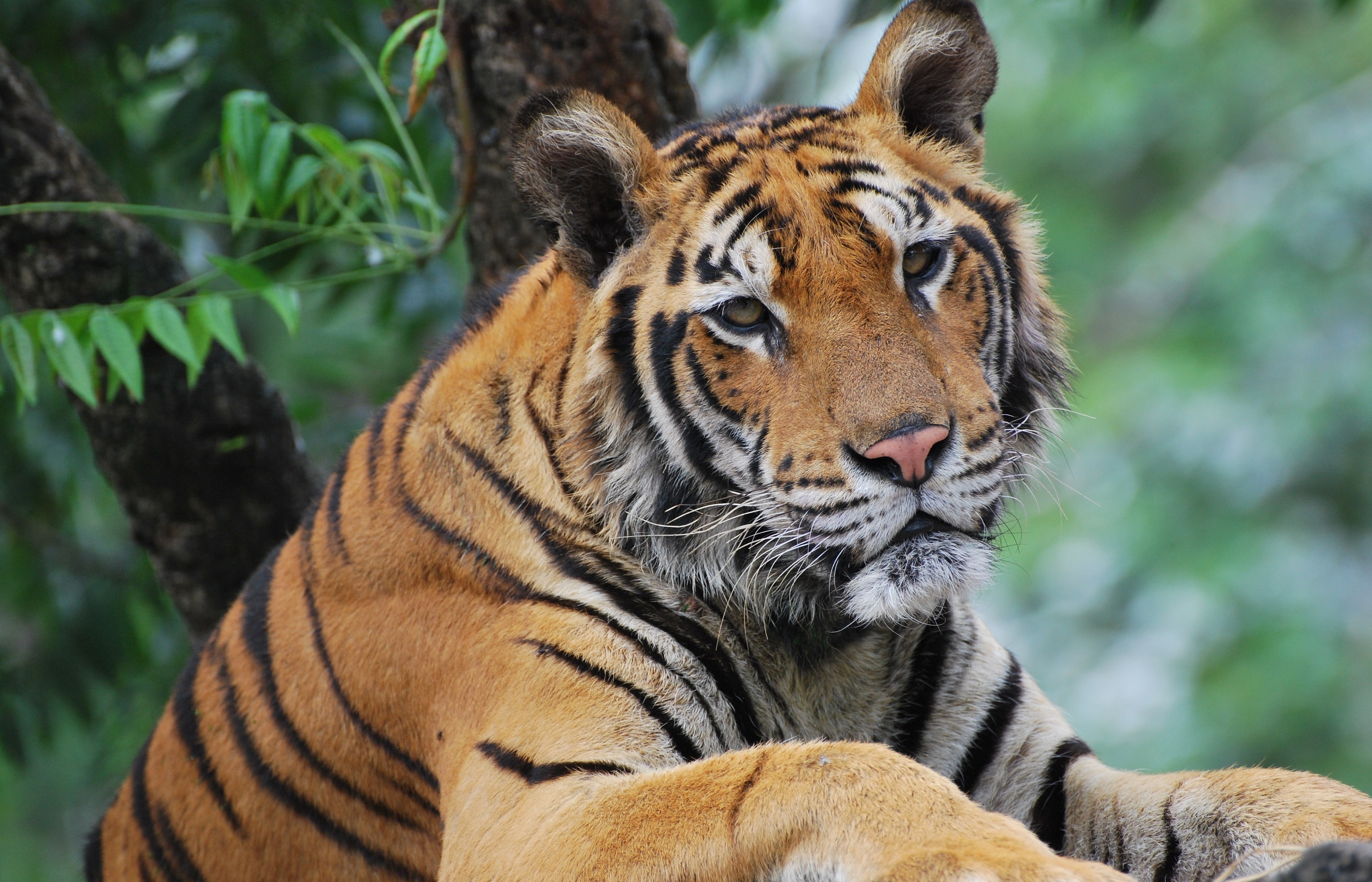 tiger Wallpaper