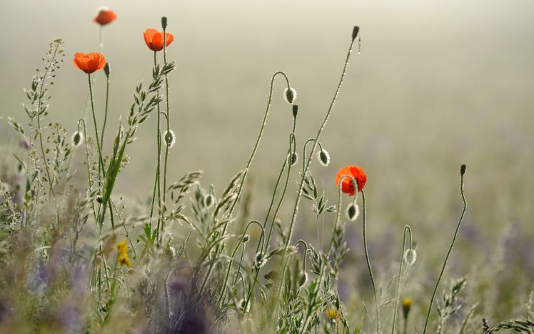 nature, Flowers, Grass HD Wallpaper Desktop Background