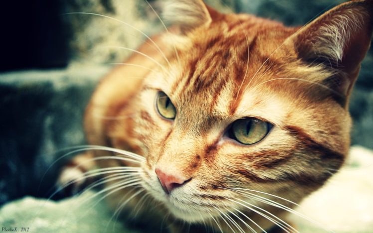 vintage, Cats, Animals, Pets HD Wallpaper Desktop Background
