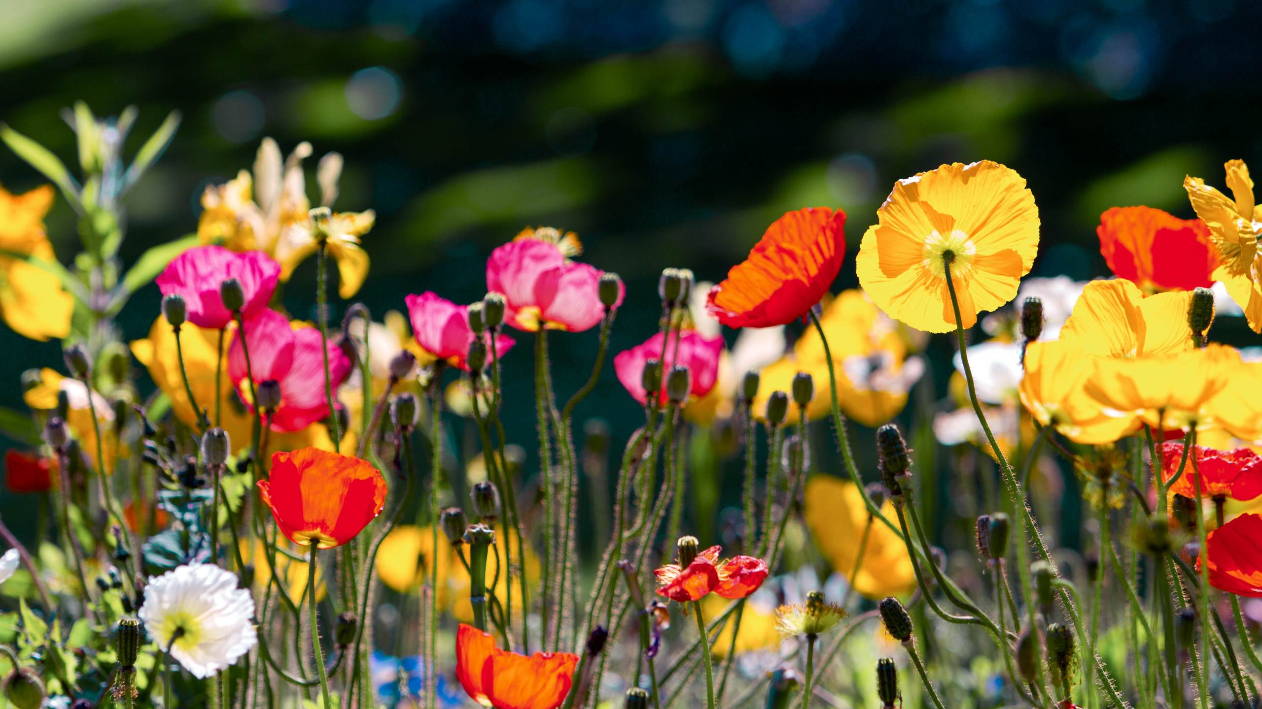 flowers Wallpaper
