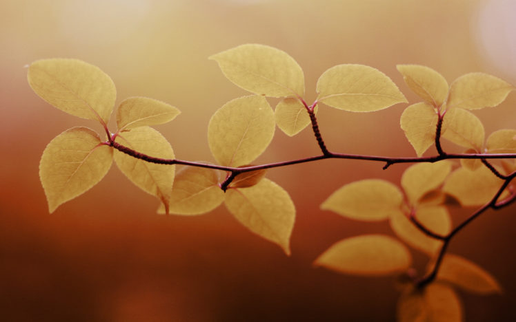 leaves, Of, A, Branch HD Wallpaper Desktop Background