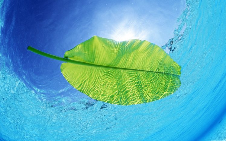 water, Nature, Leaves, Plants, Underwater HD Wallpaper Desktop Background
