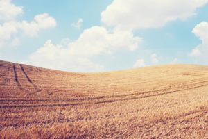 clouds, Landscapes, Nature, Fields, Wheat, Sky doll, Skyscapes